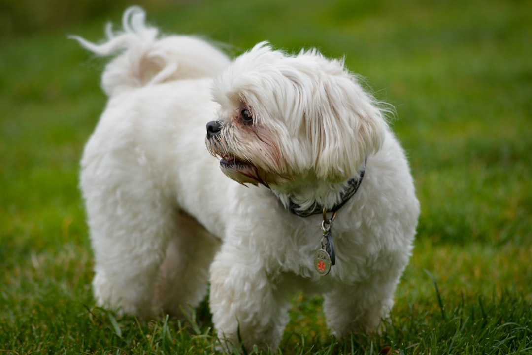 Photo Fluffy puppies